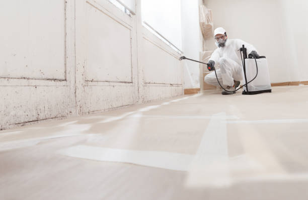 Black mold remediation team in Wanaque